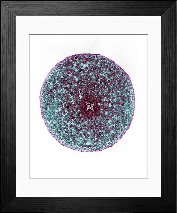 Framed Print : Ranunculus Root, light micrograph Framed Print : Ranunculus Root, light micrograph