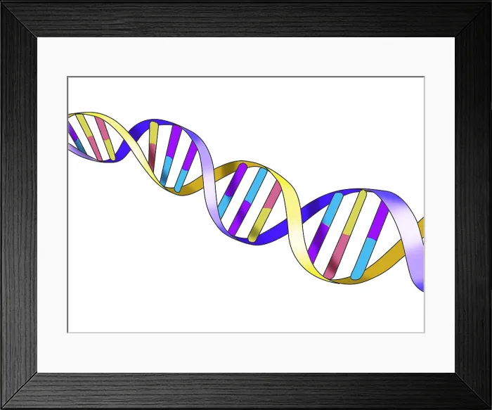 Framed Print : DNA, Double Helix, Illustration