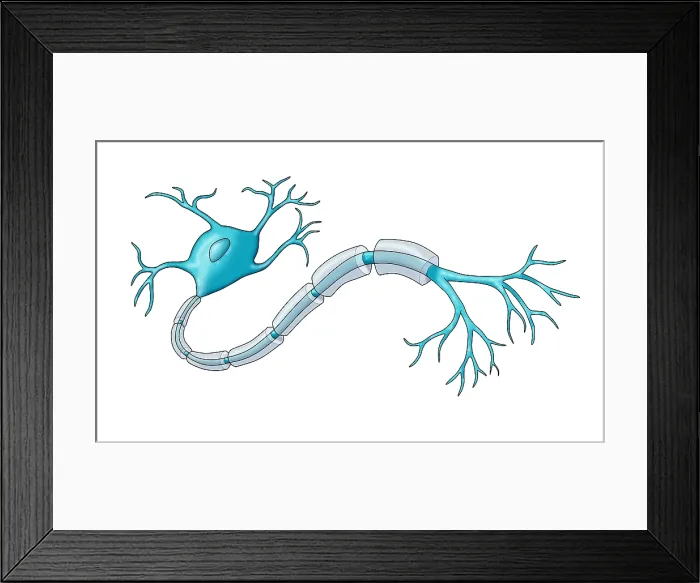 Framed Print : Neuron with Healthy Myelin Sheath, medical illustration Framed Print : Neuron with Healthy Myelin Sheath, medical illustration