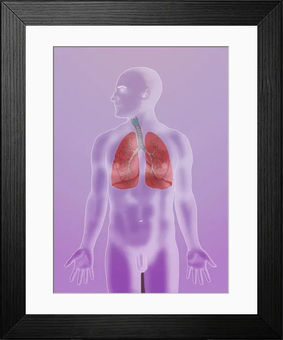 Framed Print : Respiratory System Framed Print : Respiratory System