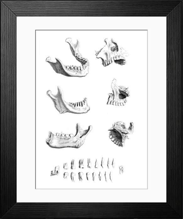 Framed Print : William Cheselden, 'Osteographia', 1733 Framed Print : William Cheselden, 'Osteographia', 1733