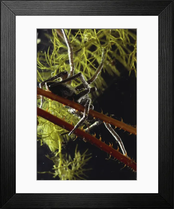 Framed Print : Fishing Spider Underwater Framed Print : Fishing Spider Underwater