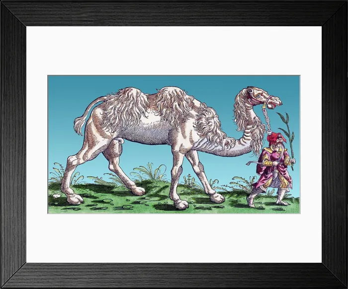 Framed Print : Gessner, Camel, 16th Century Framed Print : Gessner, Camel, 16th Century