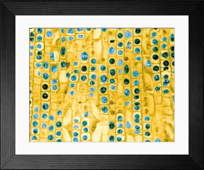 Framed Print : Hyacinth Root Tip Cells Framed Print : Hyacinth Root Tip Cells