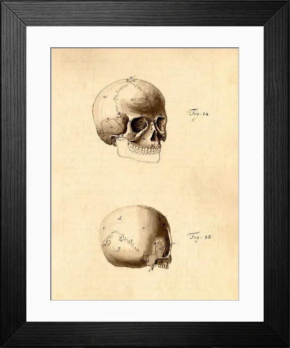 Framed Print : Physiognomical Illustration of Human Skull Framed Print : Physiognomical Illustration of Human Skull