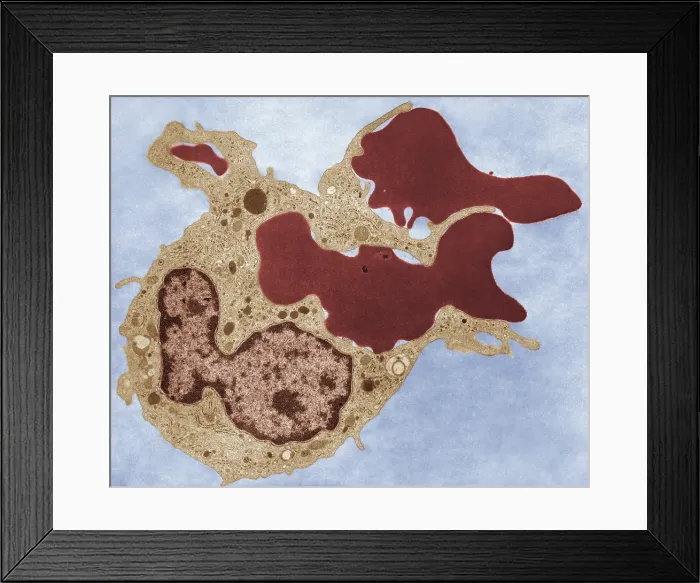Framed Print : Human Phagocyte, Phagocytosis, TEM Framed Print : Human Phagocyte, Phagocytosis, TEM