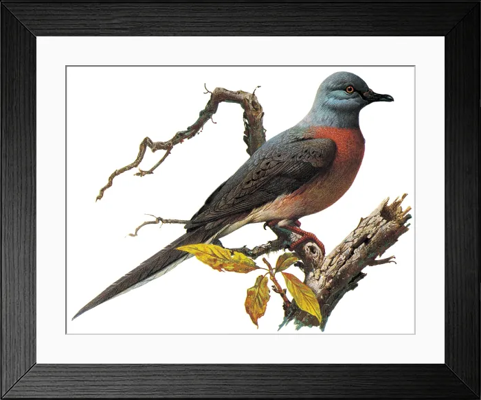 Framed Print : Passenger Pigeon Framed Print : Passenger Pigeon