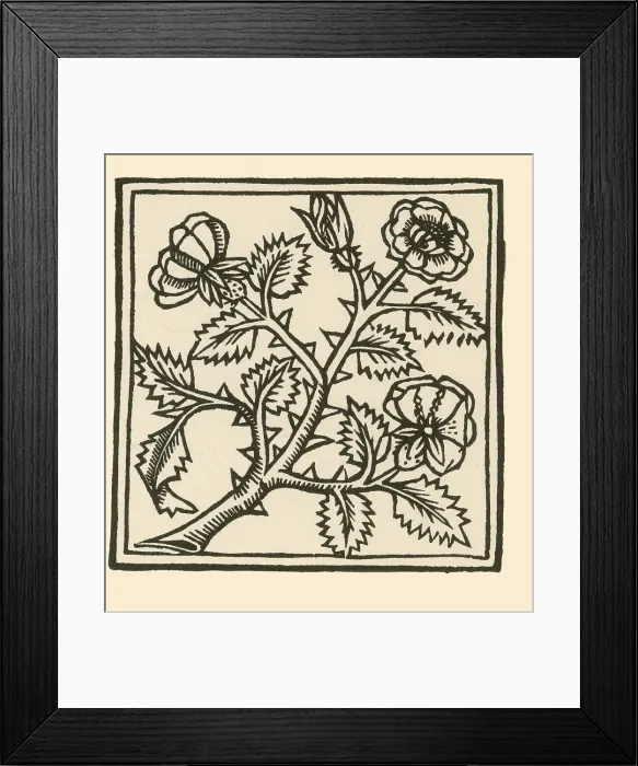Framed Print : Rose illustration, from Macer's Viribus Herbarum Framed Print : Rose illustration, from Macer's Viribus Herbarum