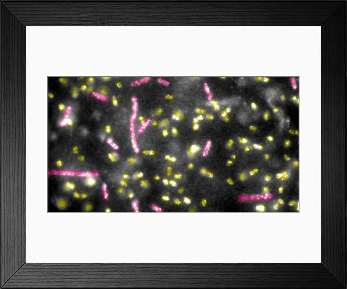 Framed Print : Quantum Dots bound to E.coli Bacteria Framed Print : Quantum Dots bound to E.coli Bacteria