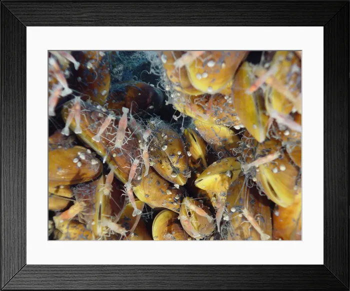 Framed Print : Hydrothermal Mussels and Shrimp
