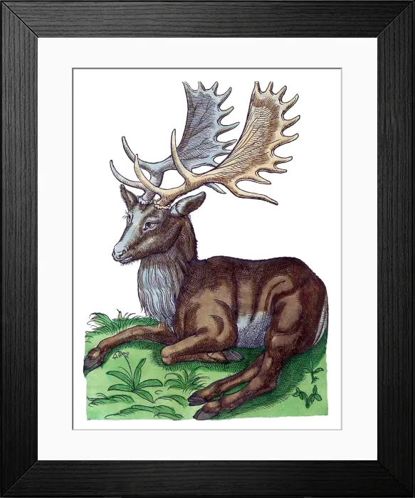 Framed Print : Gessner, Elk, 16th Century Framed Print : Gessner, Elk, 16th Century