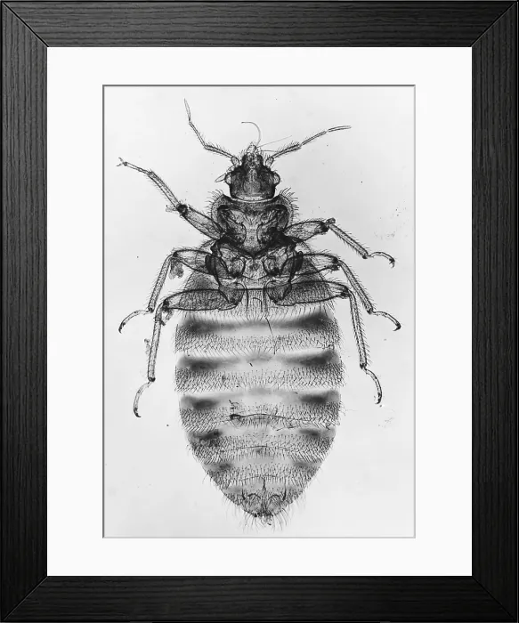 Framed Print : Bedbug under a microscope Framed Print : Bedbug under a microscope