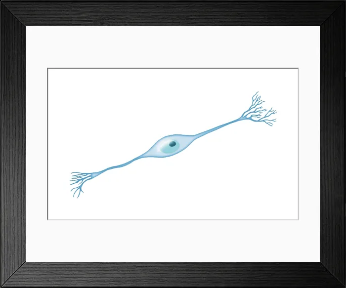 Framed Print : Bipolar Neuron Framed Print : Bipolar Neuron