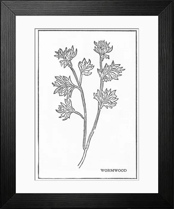 Framed Print : Wormwood, Alchemy Plant