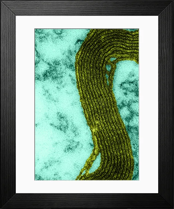 Framed Print : Cell Structure, Myelin Sheath, TEM Framed Print : Cell Structure, Myelin Sheath, TEM