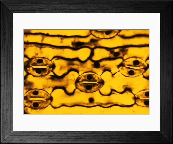 Framed Print : Leaf Epidermis, light micrograph Framed Print : Leaf Epidermis, light micrograph