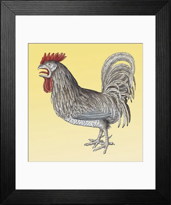 Framed Print : Gessner, Rooster, 16th Century