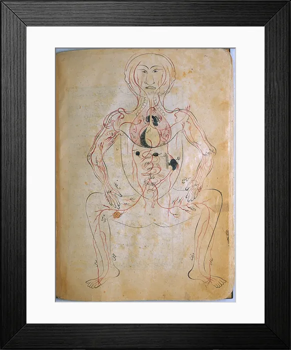 Framed Print : Mansur's Anatomy, Venous System, 15th Century Framed Print : Mansur's Anatomy, Venous System, 15th Century