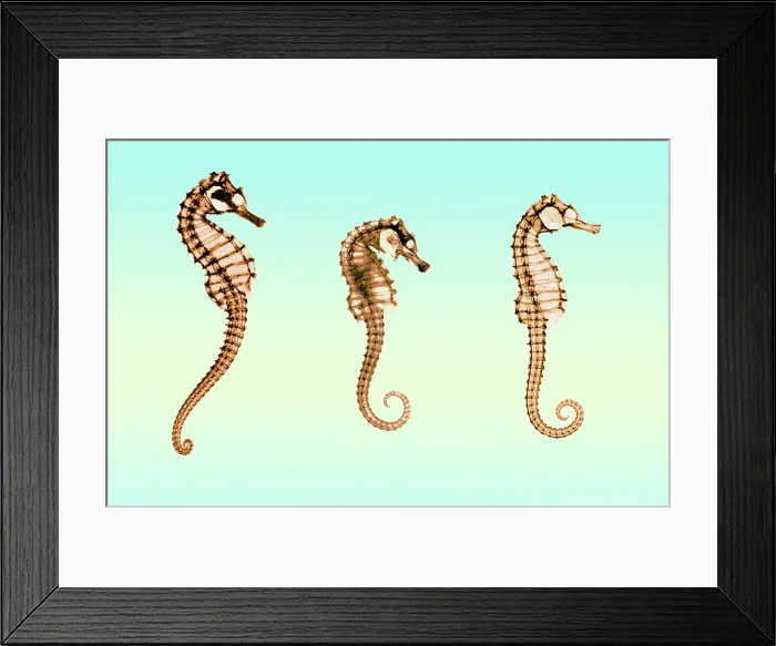 Framed Print : Seahorses, Historical X-Ray Framed Print : Seahorses, Historical X-Ray