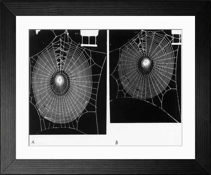 Framed Print : Effect of psilocybin Framed Print : Effect of psilocybin
