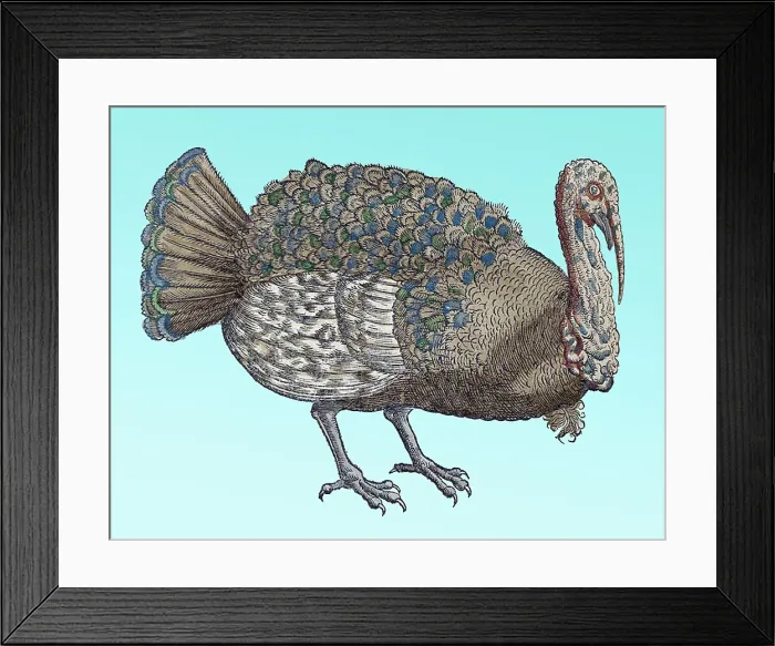 Framed Print : Gessner, Turkey, 16th Century Framed Print : Gessner, Turkey, 16th Century