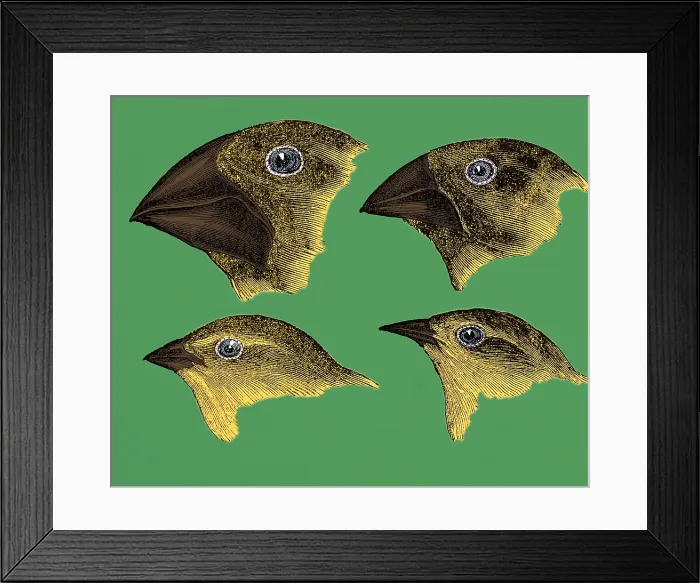 Framed Print : Galapagos Finches
