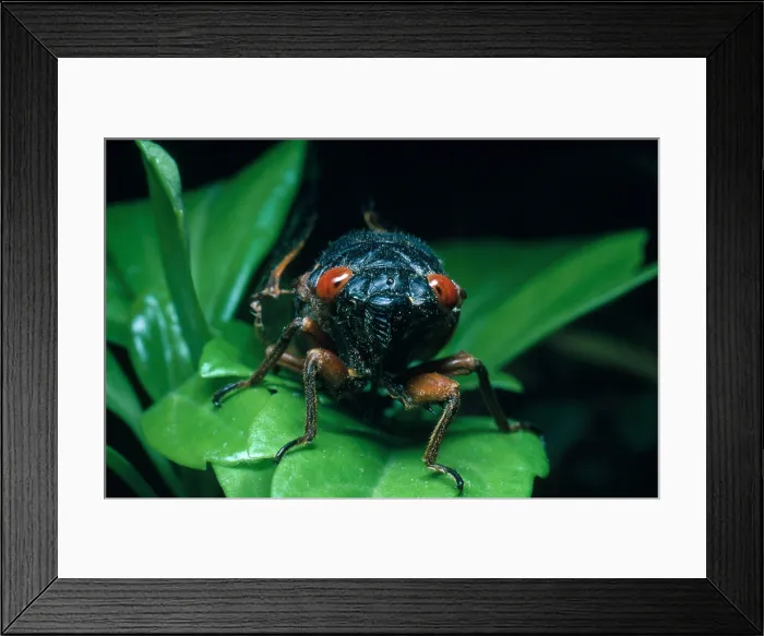 Framed Print : Periodical Cicada Framed Print : Periodical Cicada