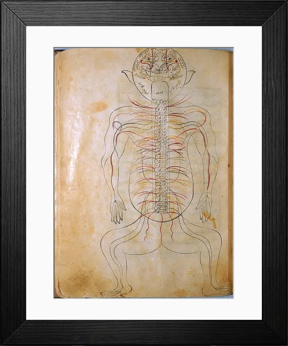 Framed Print : Mansur's Anatomy, Nervous System, 15th Century Framed Print : Mansur's Anatomy, Nervous System, 15th Century