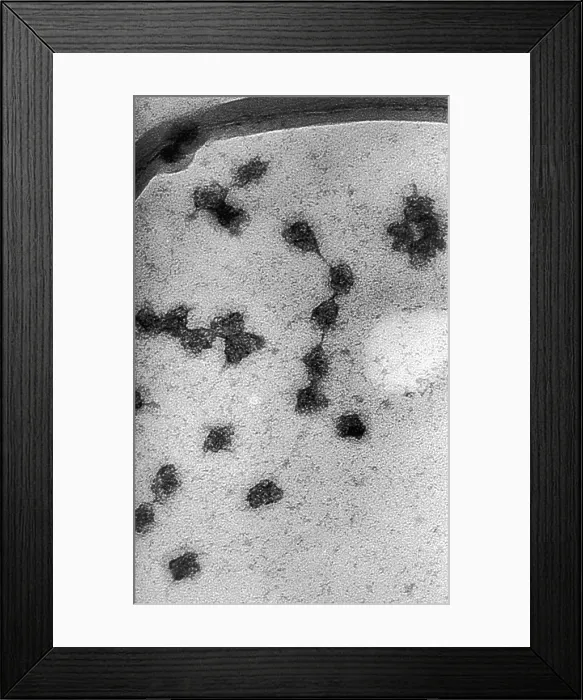 Framed Print : Genetics, Messenger RNA (mRNA), TEM Framed Print : Genetics, Messenger RNA (mRNA), TEM