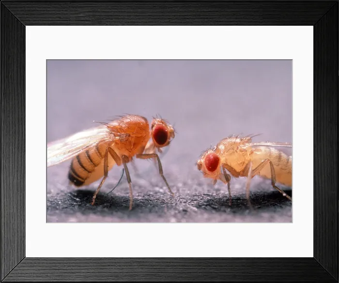 Framed Print : Rosy-Eyed Fruit Fly