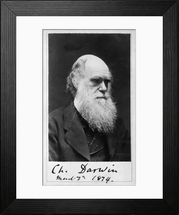 Framed Print : Charles Darwin, English Naturalist Framed Print : Charles Darwin, English Naturalist