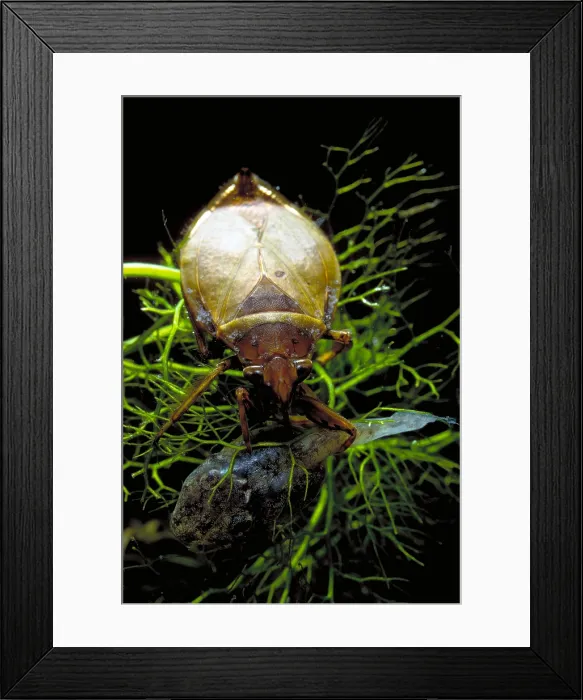 Framed Print : Giant Water Bug with Tadpole
