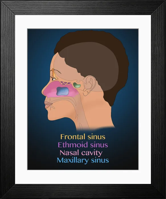Framed Print : Paranasal sinus anatomy, maxillary, frontal, sphenoid, ethmoid cavities, illustration