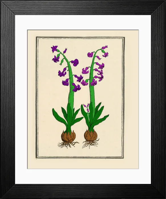 Framed Print : The Hyacinth Framed Print : The Hyacinth