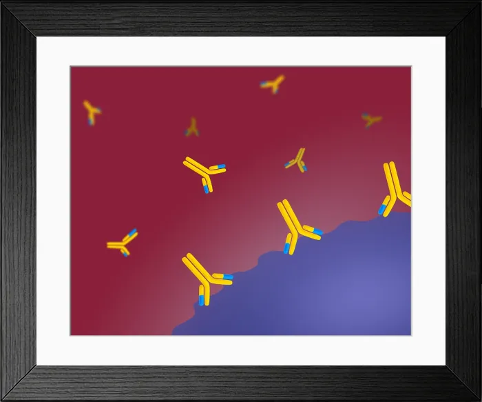 Framed Print : Monoclonal antibodies Framed Print : Monoclonal antibodies