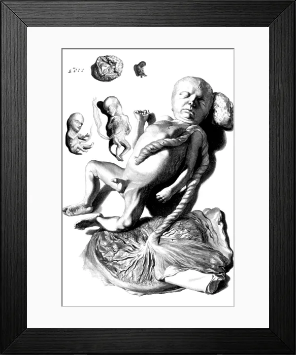 Framed Print : Anatomia humani corporis, Table 57, 1690 Framed Print : Anatomia humani corporis, Table 57, 1690