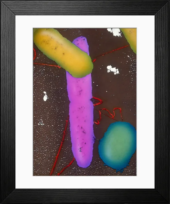 Framed Print : Bacterial Conjugation, TEM Framed Print : Bacterial Conjugation, TEM