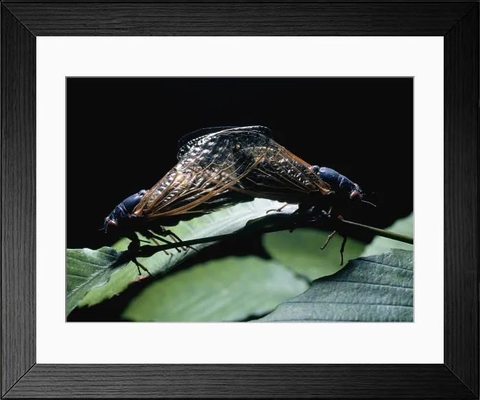 Framed Print : Periodical Cicada Framed Print : Periodical Cicada