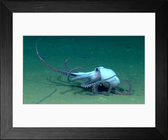 Framed Print : Deep-sea Octopus Framed Print : Deep-sea Octopus