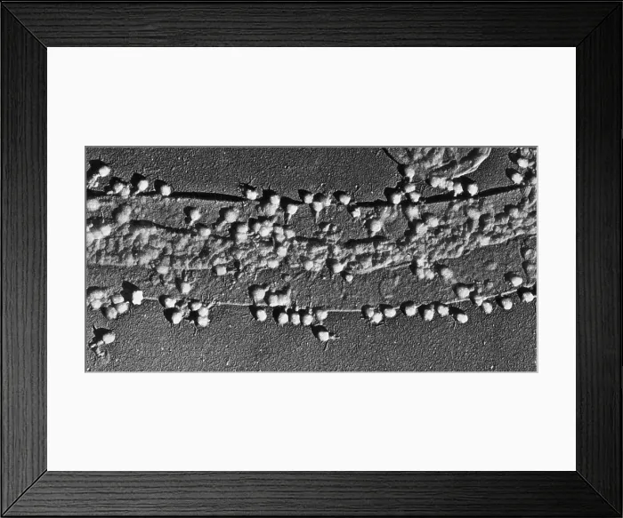 Framed Print : Bacteriophage T-2 Infecting E. coli Cell Wall, TEM Framed Print : Bacteriophage T-2 Infecting E. coli Cell Wall, TEM