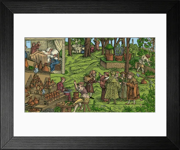 Framed Print : Medical Herb Cultivation, 16th Century Framed Print : Medical Herb Cultivation, 16th Century