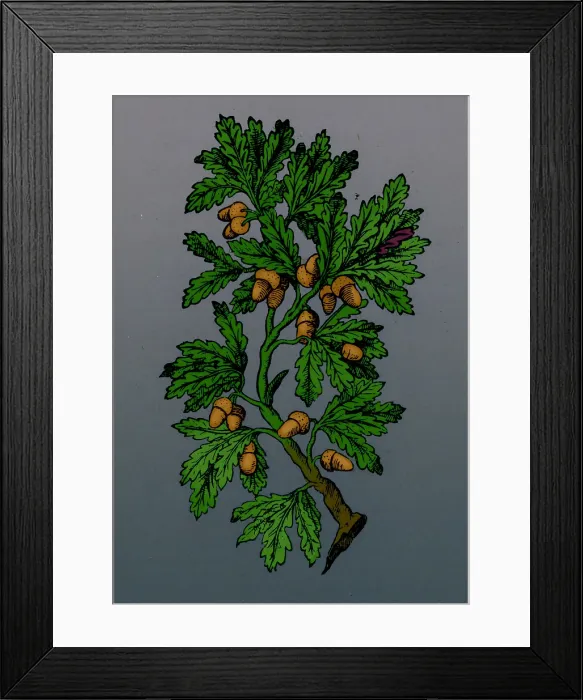 Framed Print : Oak Tree, Mattioli's Discorsi, 1544 Framed Print : Oak Tree, Mattioli's Discorsi, 1544