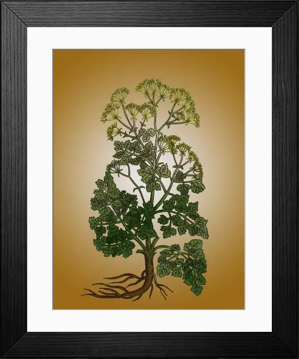 Framed Print : Cymopterus Lemmonii, Mountain Parsley