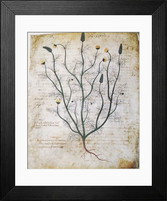 Framed Print : Dioscorides, 'De Materia Medica', Agrimony Framed Print : Dioscorides, 'De Materia Medica', Agrimony