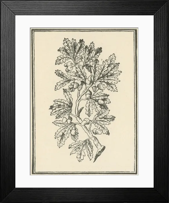 Framed Print : Oak Tree, Mattioli's Discorsi, 1544 Framed Print : Oak Tree, Mattioli's Discorsi, 1544