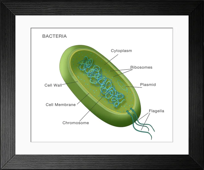 Framed Print : Bacteria structural diagram, labeled medical visual Framed Print : Bacteria structural diagram, labeled medical visual