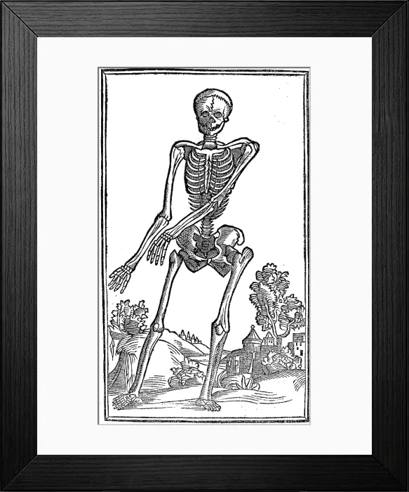 Framed Print : Historical Anatomical Illustration
