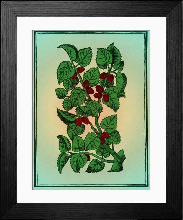 Framed Print : Red Mulberry Framed Print : Red Mulberry
