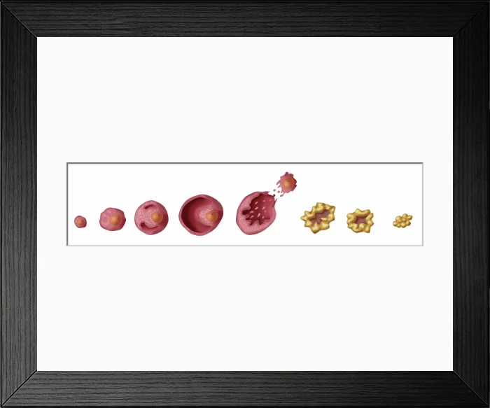 Framed Print : Ovarian Follicles, Illustration