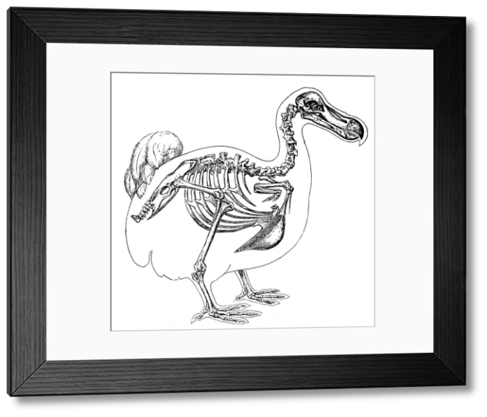 Framed Print : Skeleton and Outline of Dodo Bird Framed Print : Skeleton and Outline of Dodo Bird
